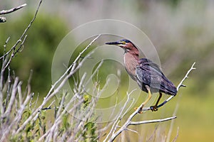 Green Heron perched on a tree branch at Gordons Pond Cape Henlopen State Park Lewes Delaware