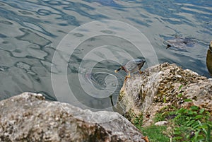 Green heron picked up his bread