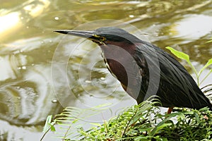 Green Heron
