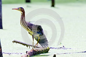 Green Heron Posing in a Marsh