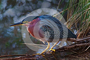 Green Heron Profile