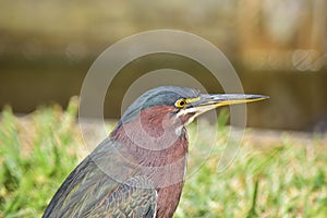 Green Heron Profile Portrait