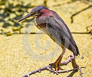Green Heron sitting on a low branch