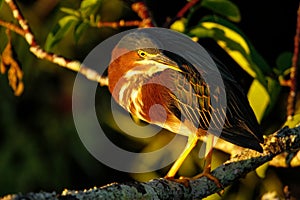 Green heron sitting on a tree