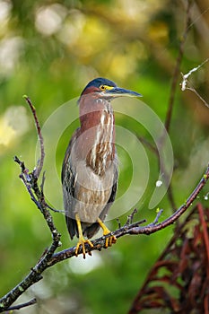 Green heron sitting on a tree