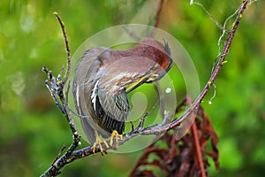 Green heron sitting on a tree