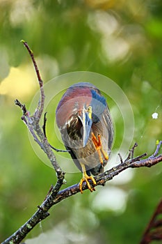 Green heron sitting on a tree