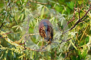 Green heron sitting on a tree