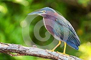 Green heron sitting on a tree