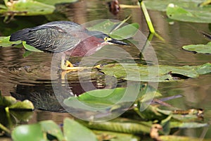 Green Heron Stalking its Prey