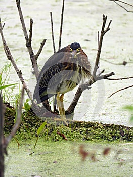 Green Heron stares searching for next meal