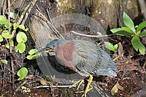 Green Heron in a Swamp