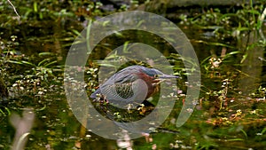 Green Heron in swampy habitat in southern Florida