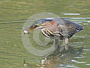 Green Heron With Tadpole