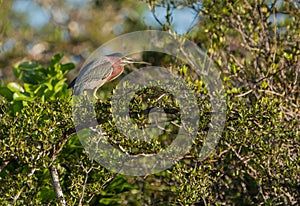 Green Heron on tree