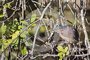 Green heron on a tree branch