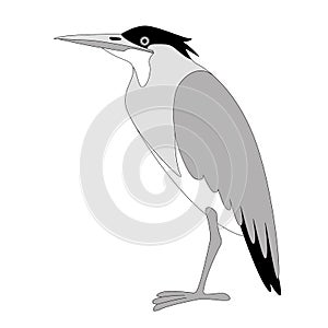 Green heron, vector illustration, flat style,