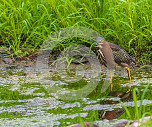 Green heron wades in shallow water near green grass