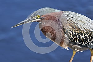 Green Heron by Water