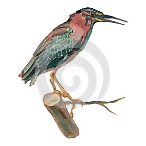 The green heron. Watercolor hand painted drawing of bird
