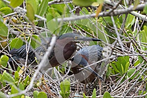 Green Herons in the Nest with Egg, J.N. Ding Darling Nationa