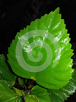 Green Hibiscus leaves on rainy season