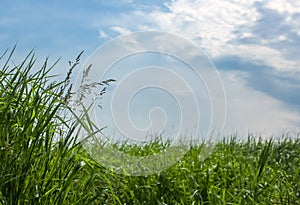 Green, high, lush grass in a field on a background of blue sky