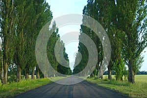 Green high poplars on the sides of the asphalted road