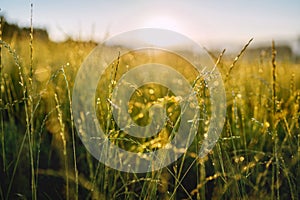 Green hight grass covered with morning dew with bright sunlight beams on background. Wide opened aperture image