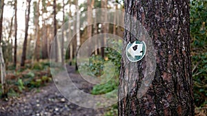 Green hiking trail marker on a tree pointing the direction in the woods