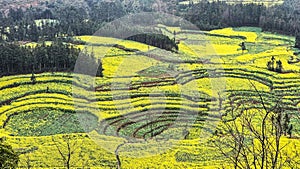 Green hill adorned with a cluster of trees and grass in Luosi Field, Luoping China