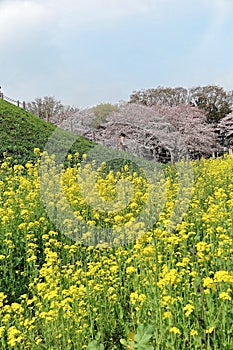 A green hill with beautiful cherry blossom trees Sakura under blue sunny sky