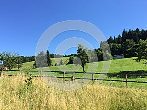 Green hill and blue sky