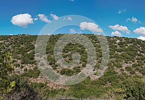 Green hill covered with bushes