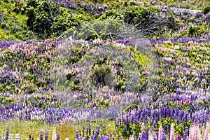 A green hill covered in pink and purple Lupine flowers in New Zealand