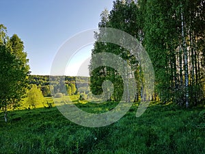 Green hill with horizon view and blue sky. Birch grove on the green hill