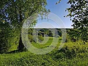 Green hill with horizon view and blue sky. Birch grove on the green hill