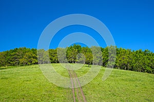 green hill with an oak grove against a blue sky