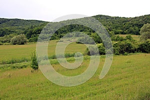 Green hill panorama view, preserved nature environment