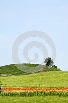 Green hill and tree