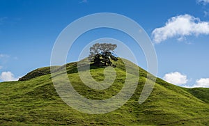 A Green Hill with a Tree