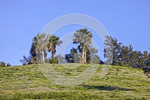 Green Hill With Tropical Trees On Top