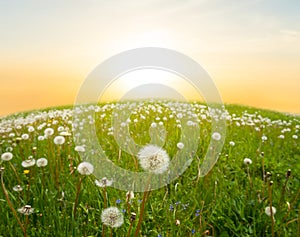 Green hill with white dandelions at the sunset