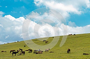 Green hill and white fluffy clouds over it. Horses grazing in the meadow