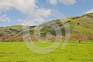 Green hills photo