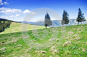 Green hills of the Carpathian mountains