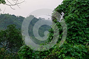 The green hills are covered in fog. Mist covered mountains in winter morning. Photo taken from Chittagong, Bandarban, Bangladesh