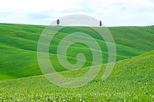 Green hills with cypresses and green meadows in Val d`Orcia, Tuscany, Italy