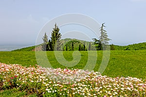 Green hills landscape with meadow flowers, Alazani valley, Georgia