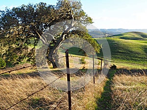 Green Hills of Sonoma County